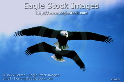 Bald Eagles soaring photo image clip-art stock photography pictures photos images soaring